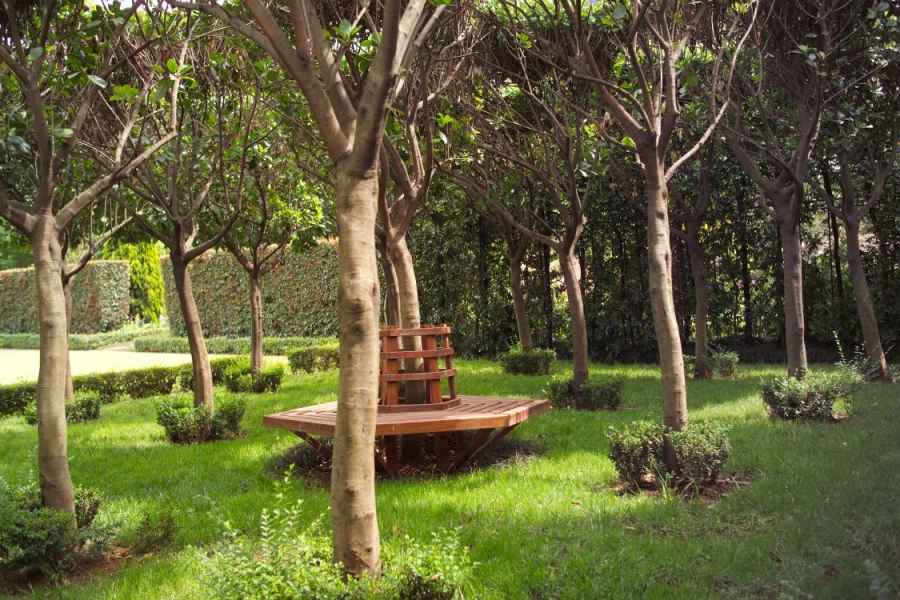 Pleached Vibunum Senensis with circular bench