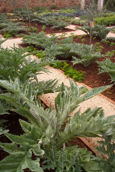 Artichokes