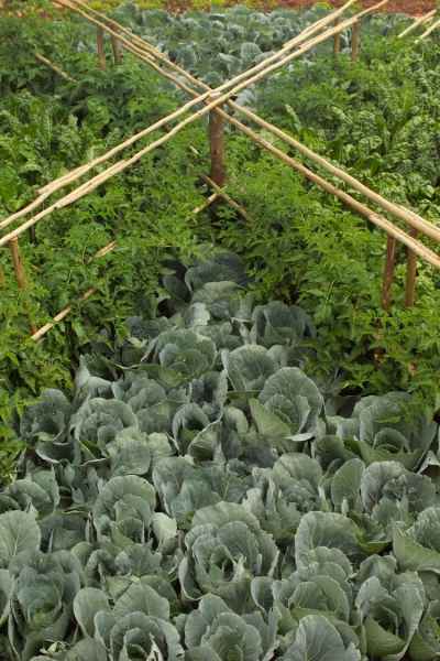 Cabbages