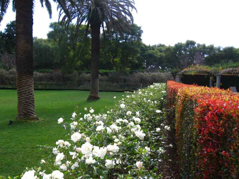 Rolling lawn with roses