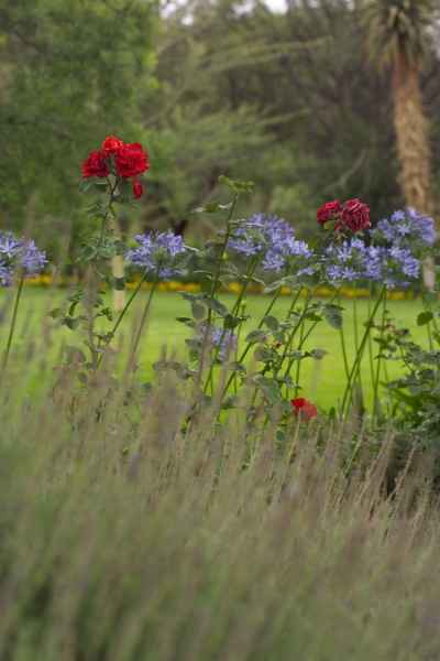 Lavander, Red Roses and Agapanthus