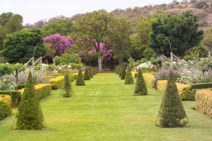 Long walk with Eugenia topiary