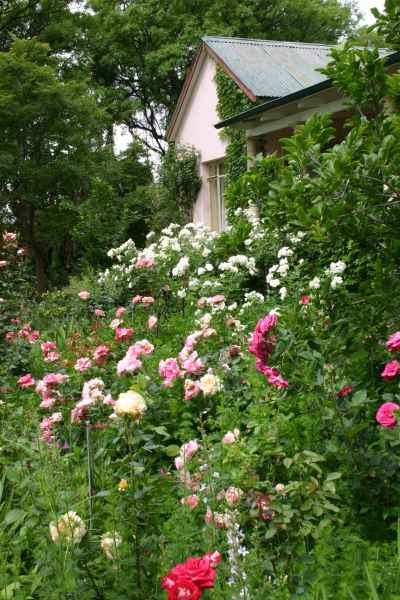 Roses in front of old farm house