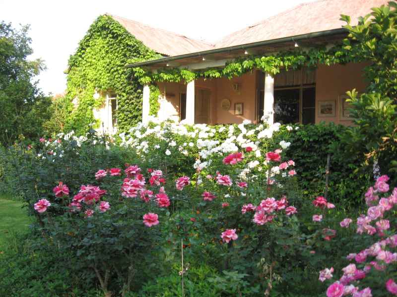Roses in front of the farm house