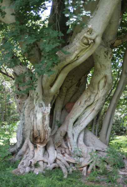 Very old Ficus