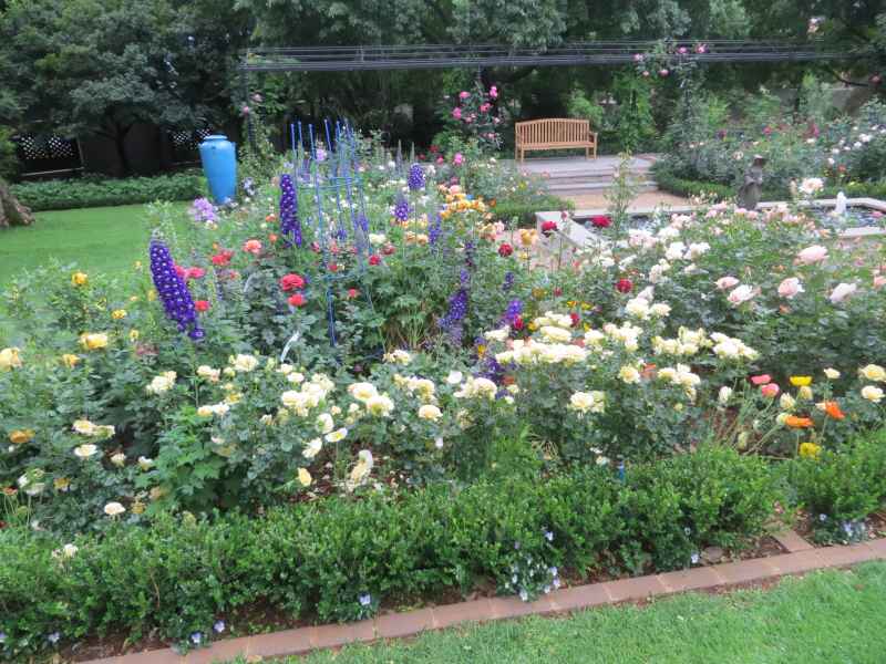 Delphiniums planted amongst the roses