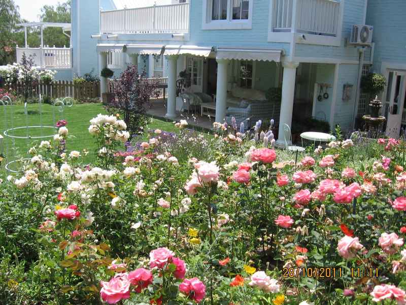 So many wonderful roses to pick and enjoy