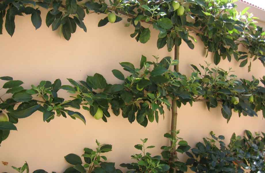 Espaliered Apples