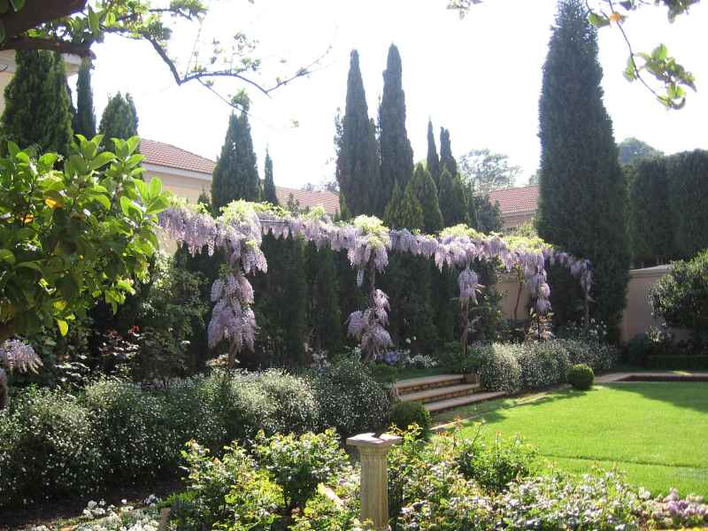 Wisteria Pergola on a terrace