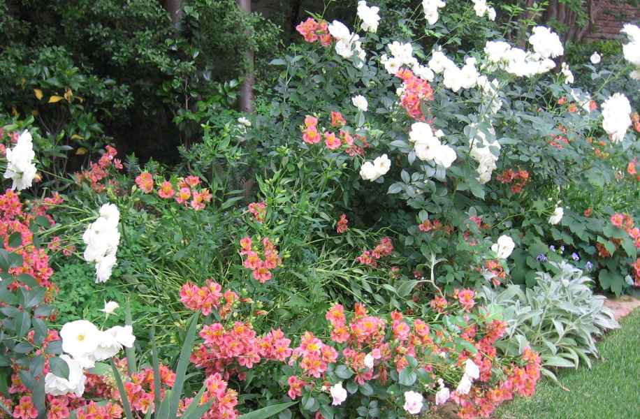 Roses and Alstroemeria
