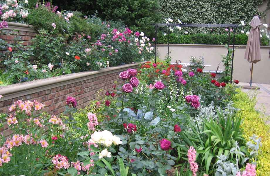Roses and various herbs and veggies