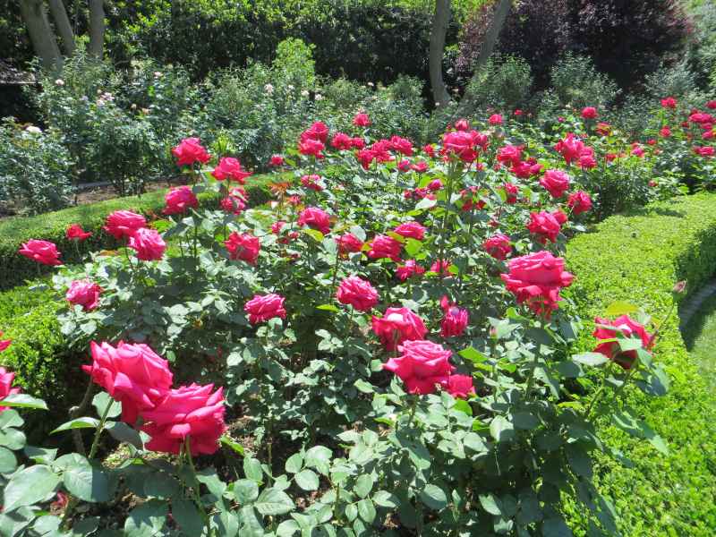 Alecs Red Roses