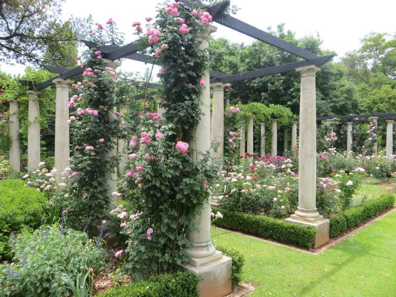 Climbing roses