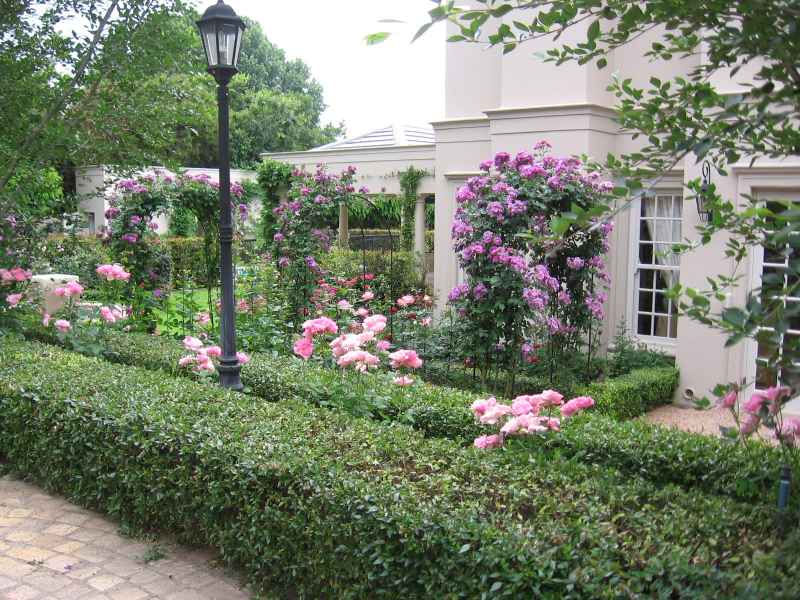 This garden is planted up with Rhapsody in Blue Rose over the arches