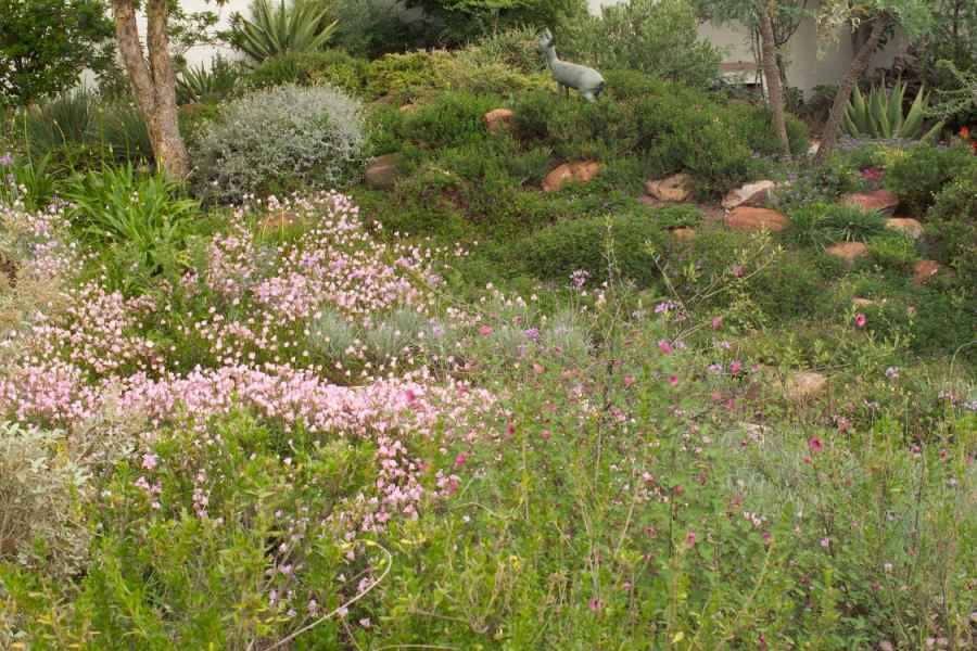 Mixed indigenous planting