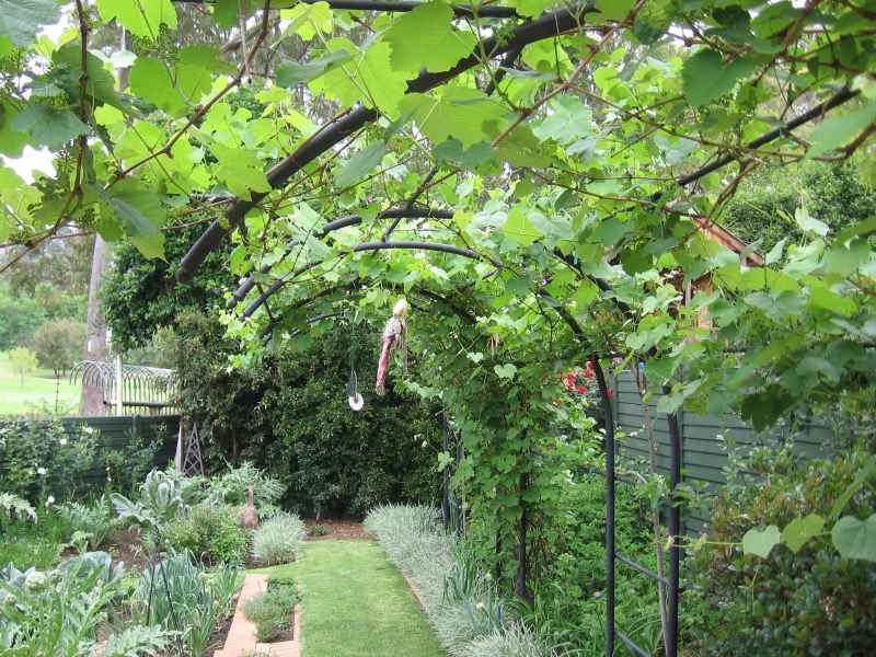 Grape vines on this curved arch