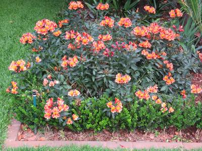 Garden design by Shirley Wallington — Alstroemeria