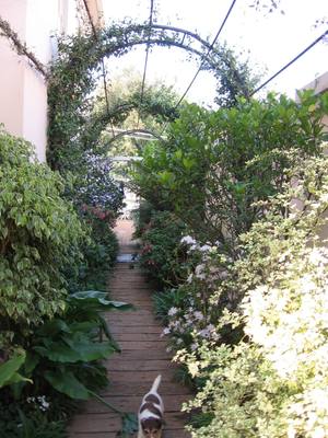Garden design by Shirley Wallington — Arch over walkway next to the house