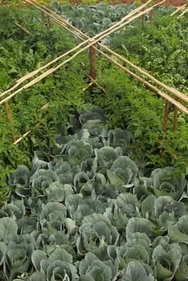 Garden design by Shirley Wallington — Cabbages