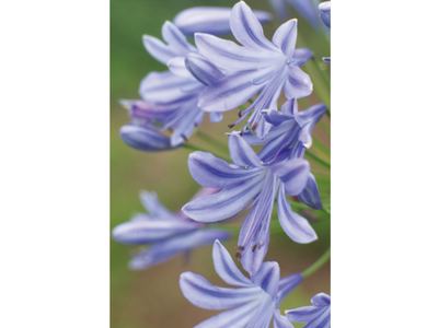 Blue Agapanthus in flower