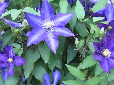 Deep purple Clematis climbing plant in bloom
