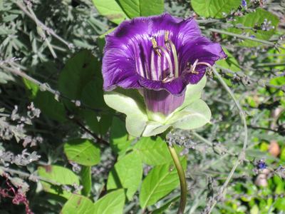 Cobea Scandens cup and saucer vine flower