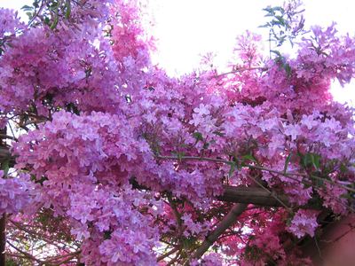 Purple Cuspidaria Convoluta blossom