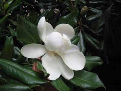 Magnolia Grandiflora bloom against glossy foliage