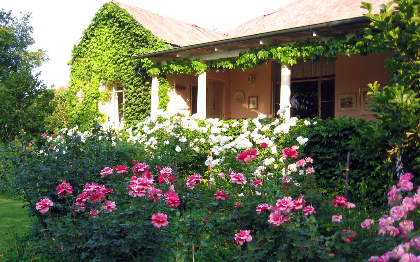 Boxwood parterre with roses at the centre